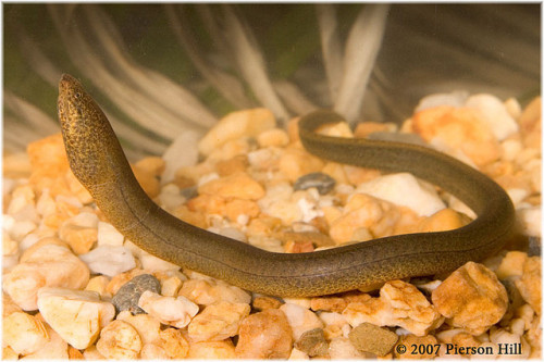 The Brackish Tank • Marbled Swamp Eel Genus: Synbranchus Species: S....