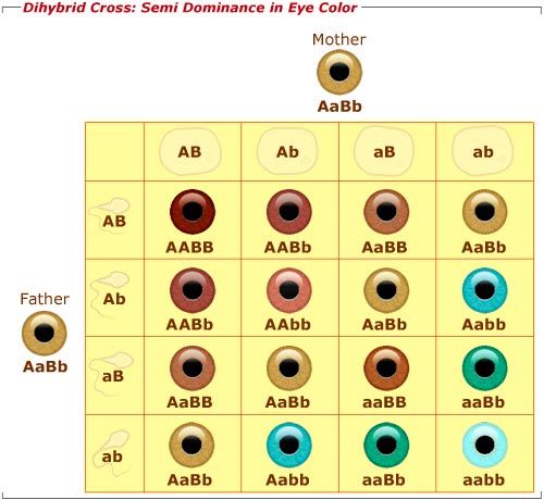 Eye Gene Chart