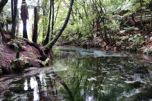 emmy-and-nz:hamurana springs