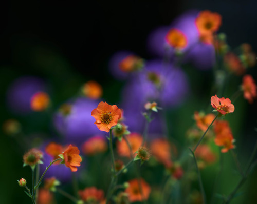 j-k-i-ng:“Orange Geum & Purple Phlox“ by | Tony Bill