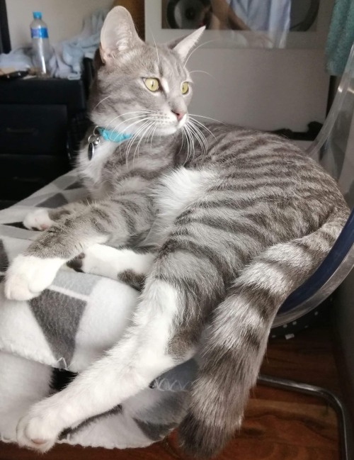 bringmecatsposts
