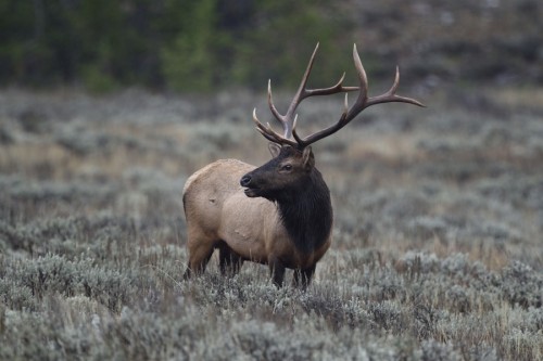 superbnature:Bull Elk, Grand Teton National Park, Wyoming by...