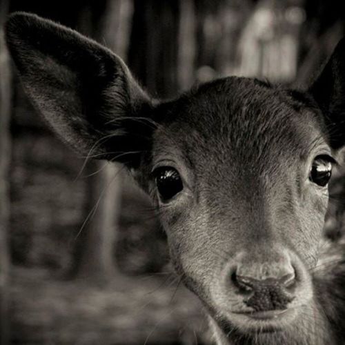 foxesinbreeches:Inquisitive Fawn, Nova Scotia by Paul Coghlin,...