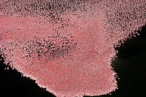 sossea:Pink flamingos on Lake Nakuru, Kenya