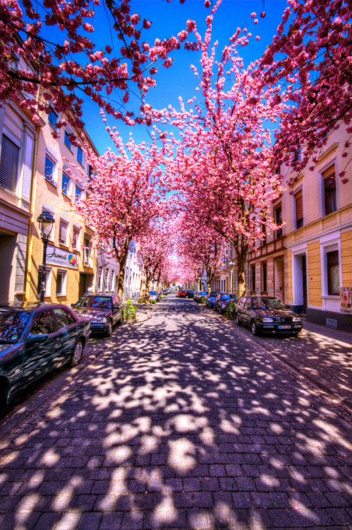 lifeisverybeautiful:via 500px / Follow the cherry brick road by...