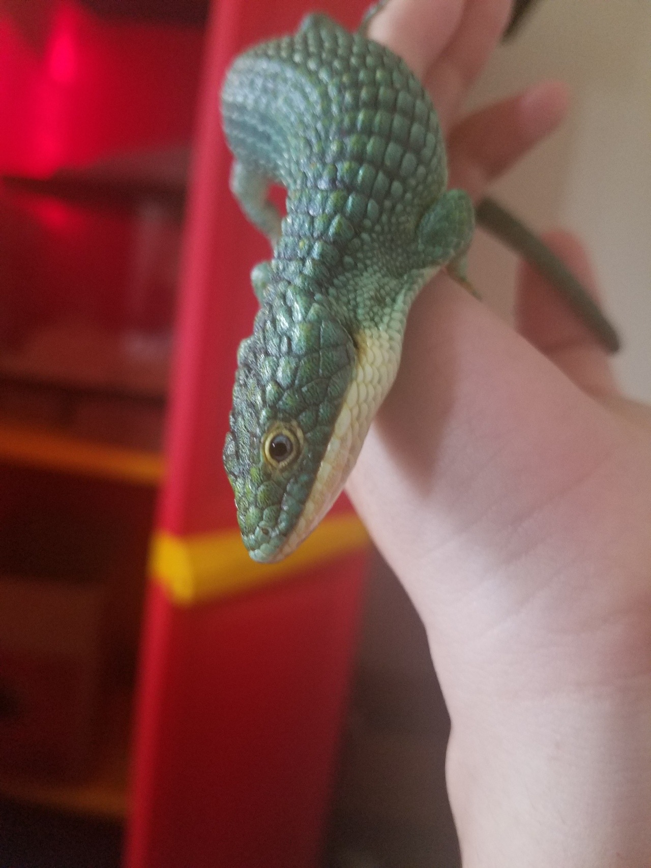 scale children — One of the coolest reptiles we got to own.