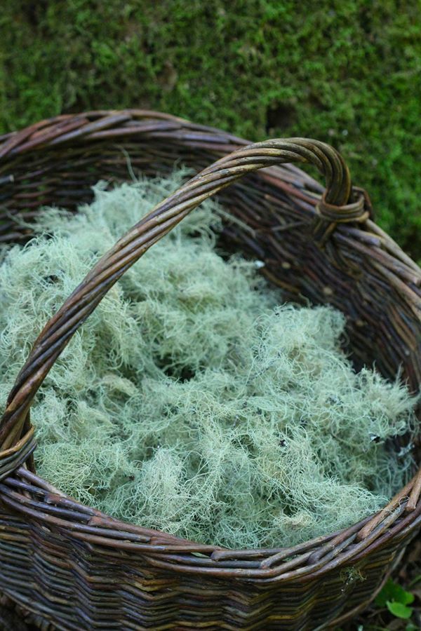 All that Ever Was or Will be — Usnea Usnea is such an