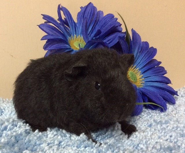 Can I identify as a Loaf? — cherishedcavies: Adoptable Guinea Pigs. 🌺 ...