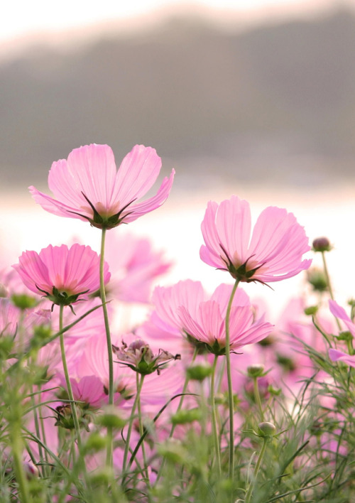 drxgonfly:cosmos flowers (by Natthawut Punyosaeng)