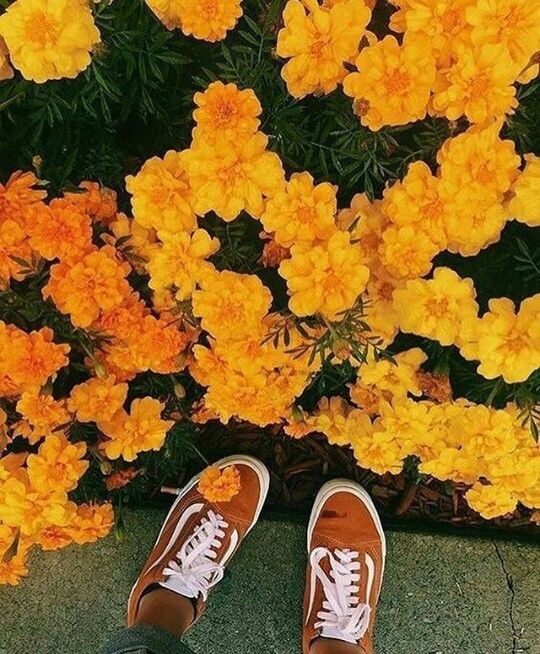 yellow vans aesthetic