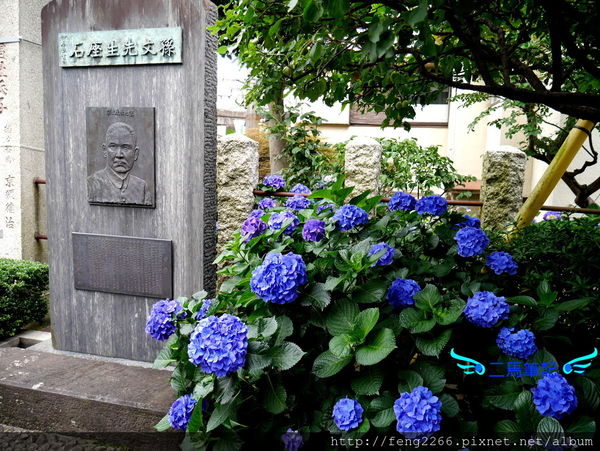 二馬筆記 東京六月祭典 白山神社紫陽花祭