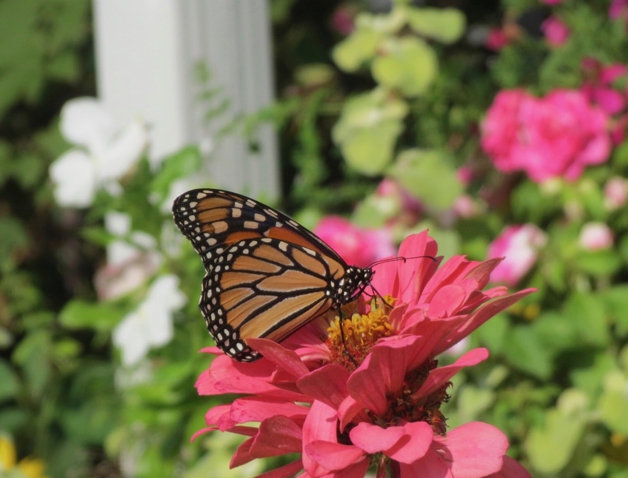 monarch butterfly on Tumblr