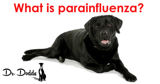 Parainfluenza in Dogs: What is it?