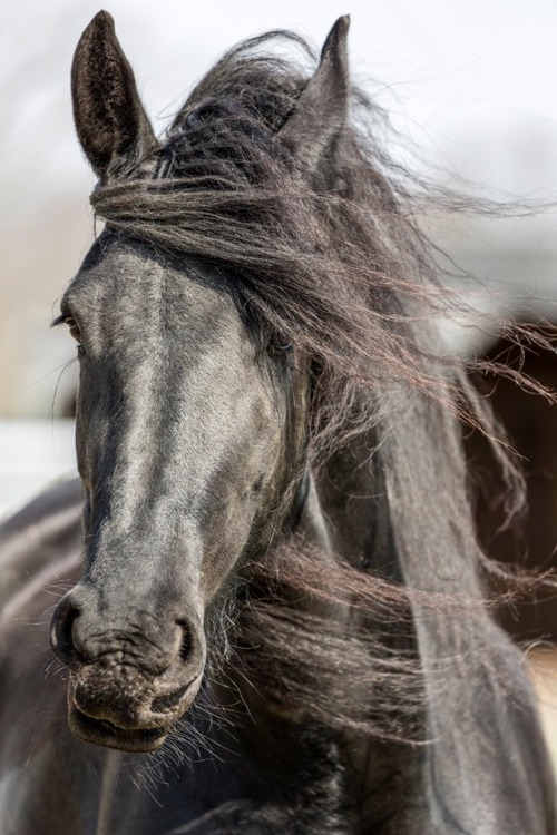 baroque horse on Tumblr