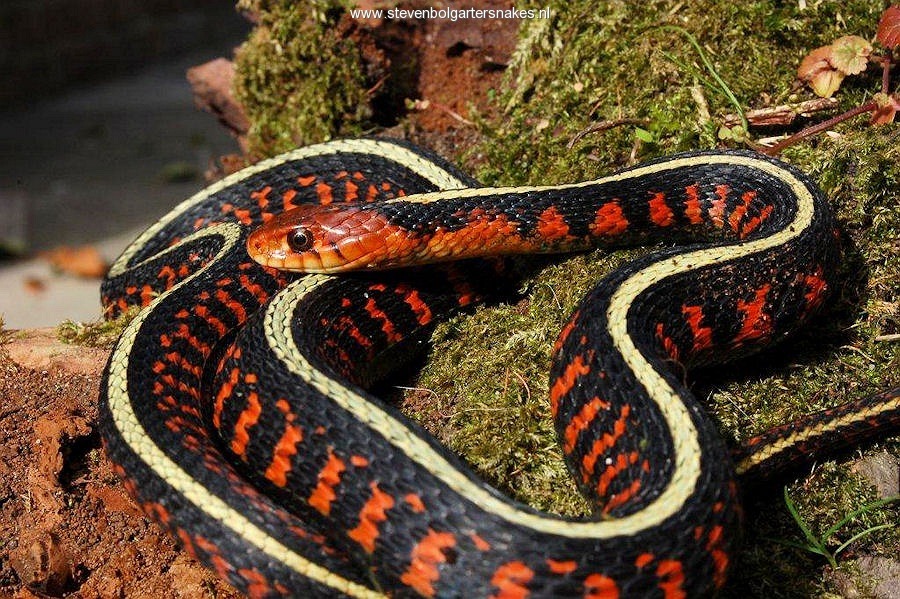 Scales Tails Wings and Things, fyanimaldiversity: Common Garter Snake...