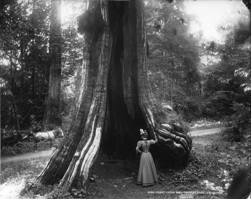 turnofthecentury:Great cedar tree, Stanley Park, Vancouver,...