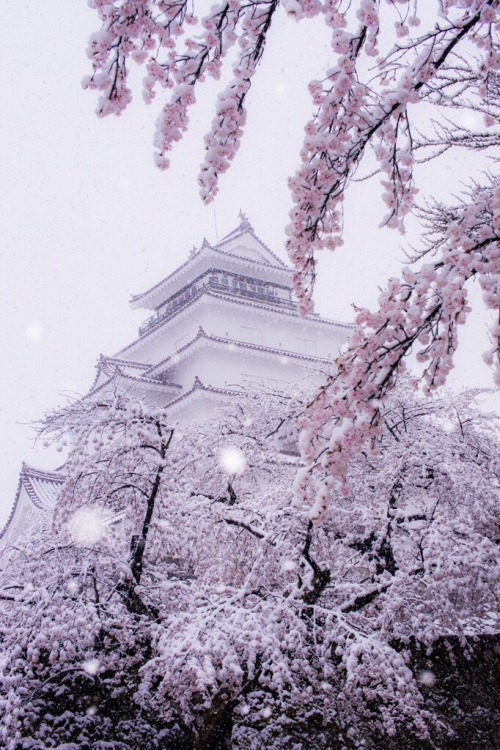 zekkei-beautiful-scenery:Cherry blossoms and snow falling in...