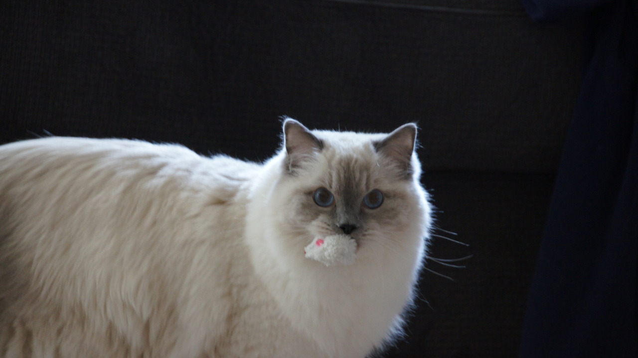 furreal ragdoll