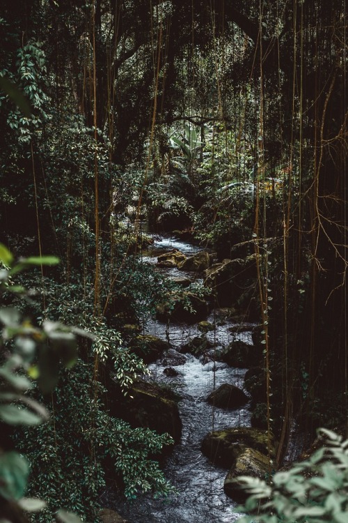 expressions-of-nature:by Joshua Newton