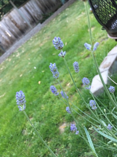 Lavender in my backyard.