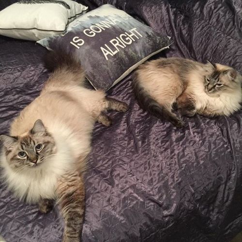 ragdollsnuggetkiwi:Human when are you back from your holiday...