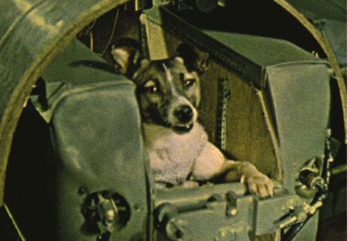 historicaltimes:Laika. First dog in space. No provisions were...