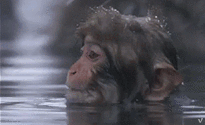 tumblr_phwvodCXXj1xmo1c7o1_250.gif