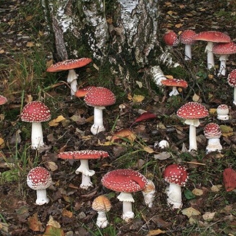 Indie Aesthetic Mushrooms : Aesthetic Mushroom Mushrooms Mutual ...