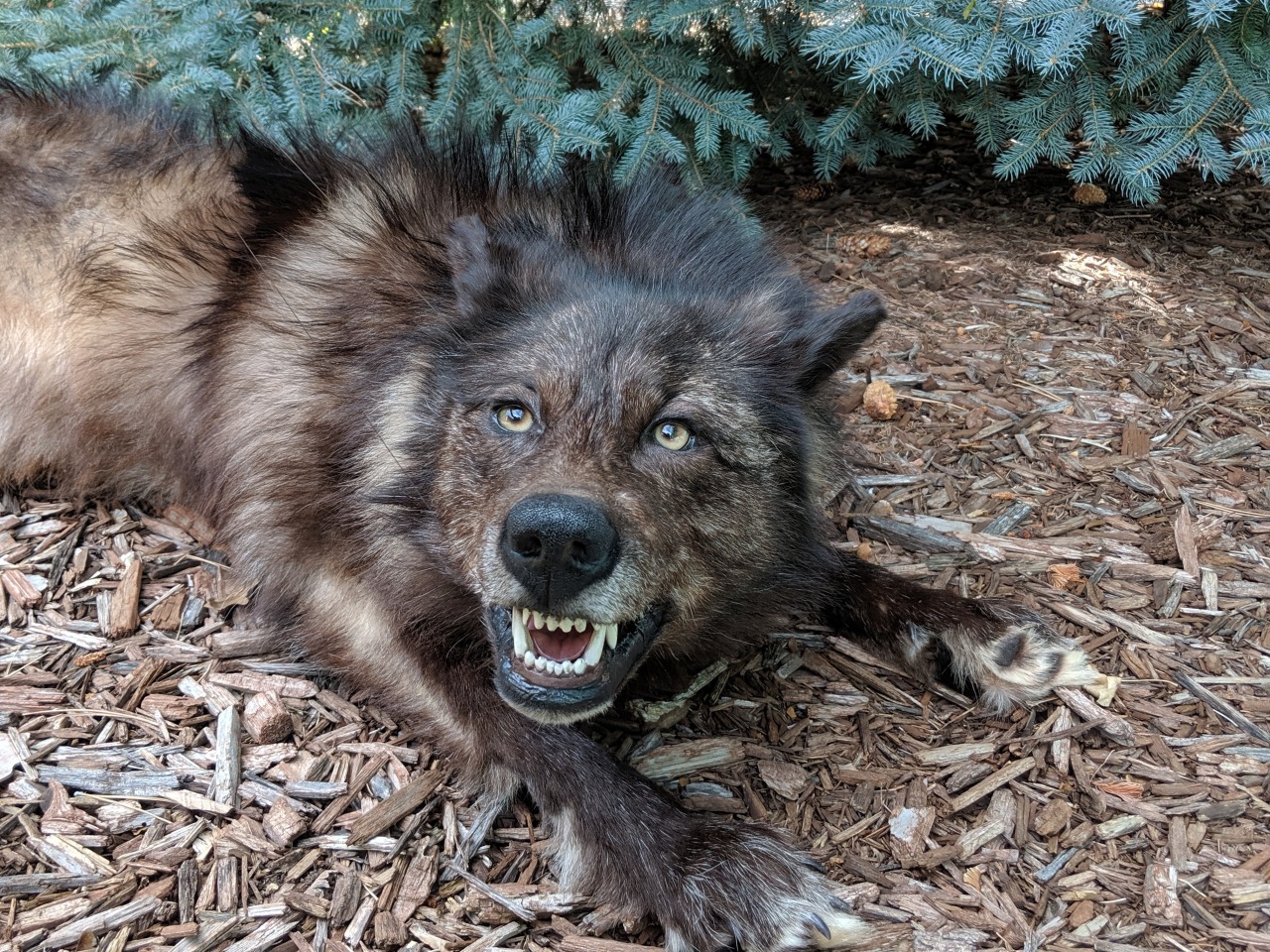 black wolf plush toy