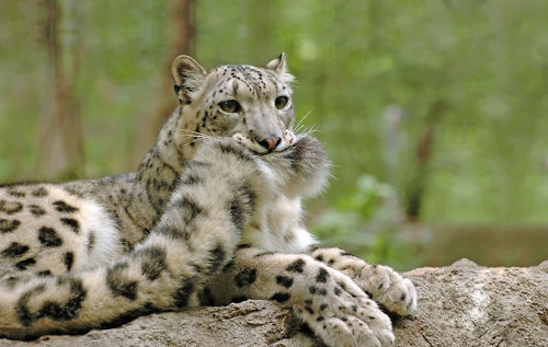 yourhatedideal:awesome-picz:Snow Leopards Love Nomming On...