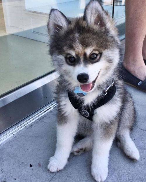 aww-so-pretty:Husky lover