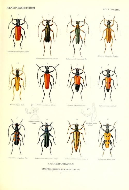 Genera insectorum.By Townsend, Lee Hill, 1903- Wytsman, P....