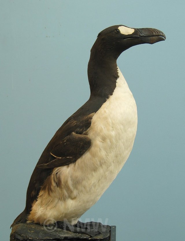 This specimen and egg of the now extinct Great Auk... - Amgueddfa Cymru ...