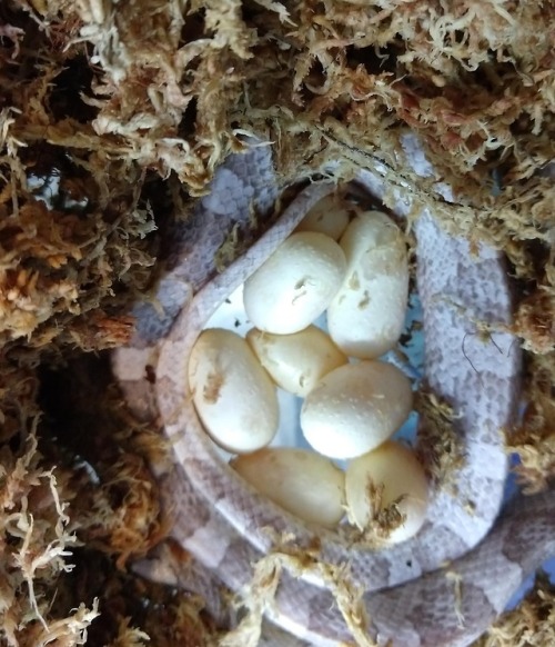 corn snake eggs tumblr