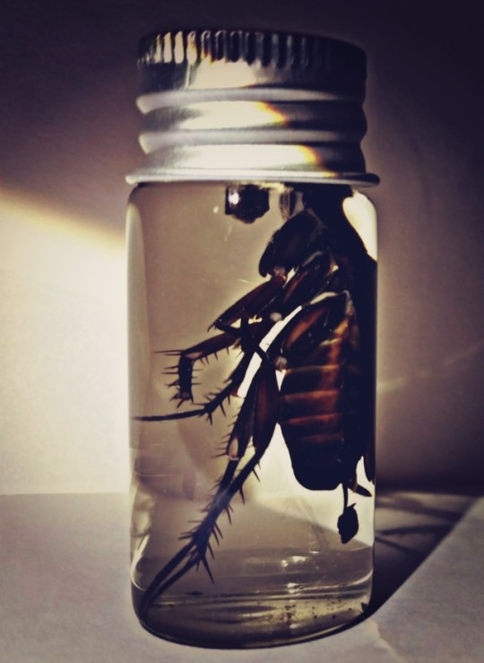 صورة 337 - curiosity cabinet