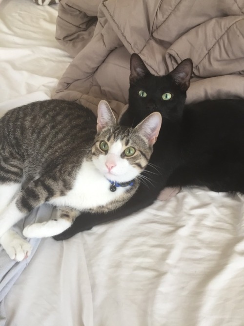 facegroper:Very HIGH QUALITY cat pics. The black one is Jax,...