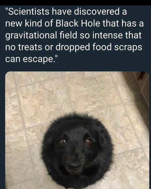 badsciencejokes:Woof #badsciencejokes — view on Instagram...