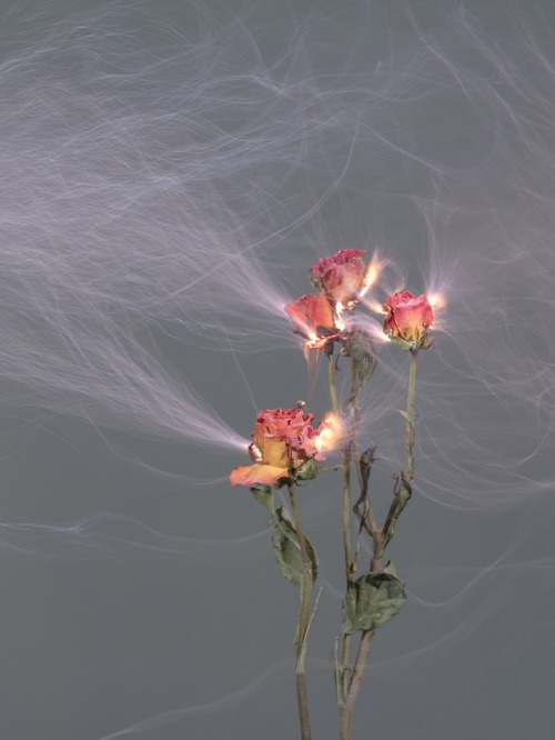 itscolossal:Freshly Cut Flowers Make Sparks in Electrically...