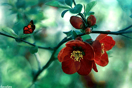 tumblr_pqy1isNQ2s1tnl1bio1_540.gif