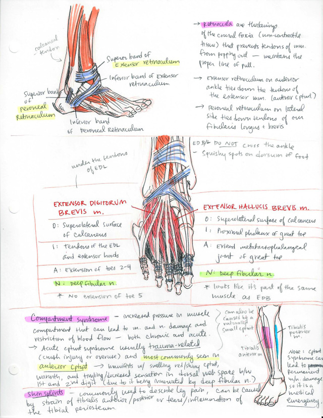 Lower Limb part 2 - ambitions like ribbons