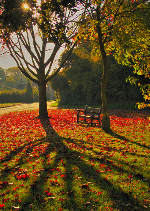 The Shadow In The Rose Garden Kindle Edition By Lawrence