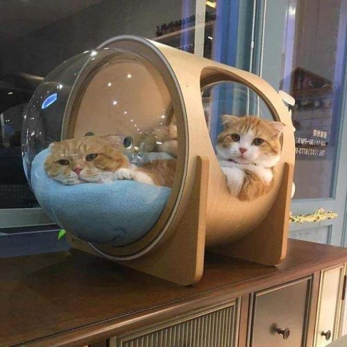 pr1nceshawn:Spaceship-Inspired Cat Beds.