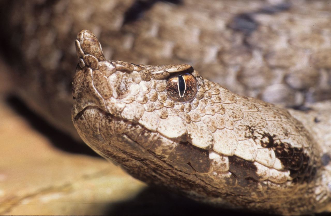 Reptile Facts - typhlonectes: Transcaucasian Viper (Vipera...