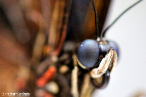 macro: owl butterfly