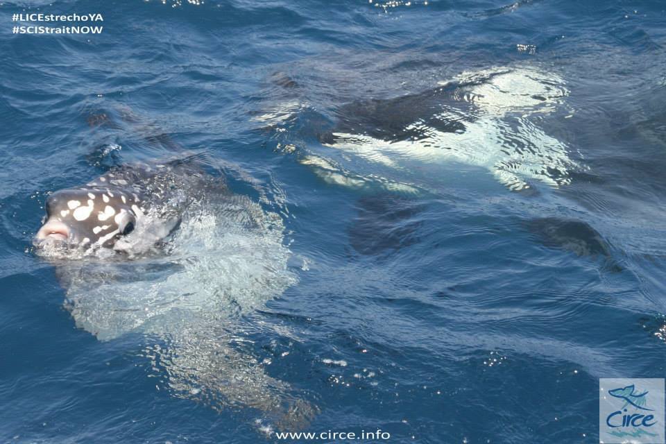 Orcas Of The Strait Of Gibraltar And Gulf Of Cádiz