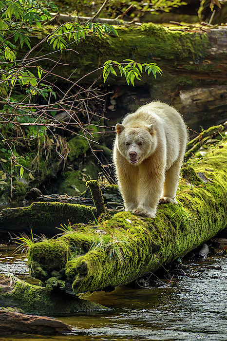 Beauty Rendezvous Kermode Bear Canada British Columbia Inside