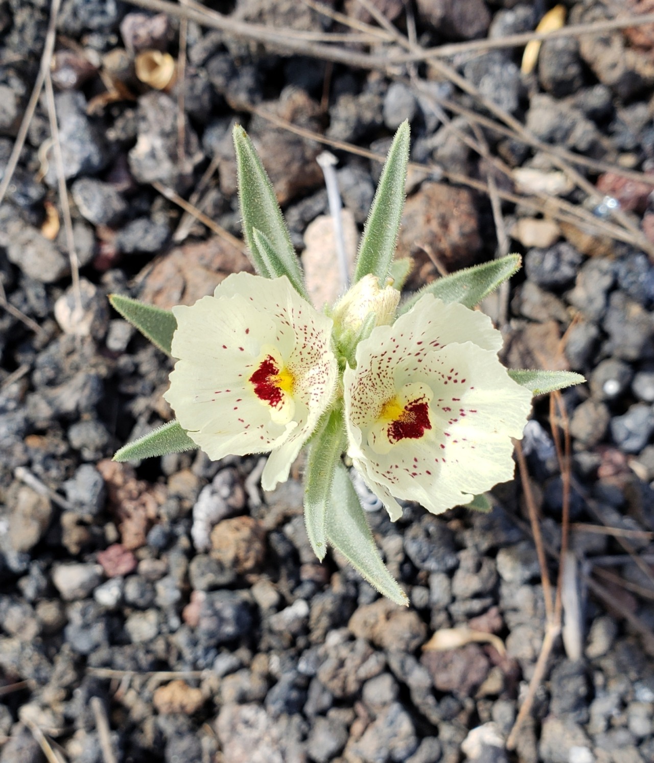 Mohavea confertiflora цветок