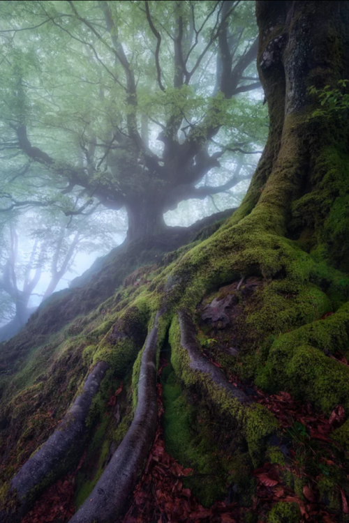 landscape-lunacy:Hayedo, Spain - by Juan Pixelecta