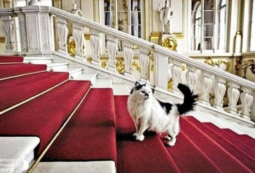 chernobrka:hermitage museum’s cat employees, saint-peretsburg,...