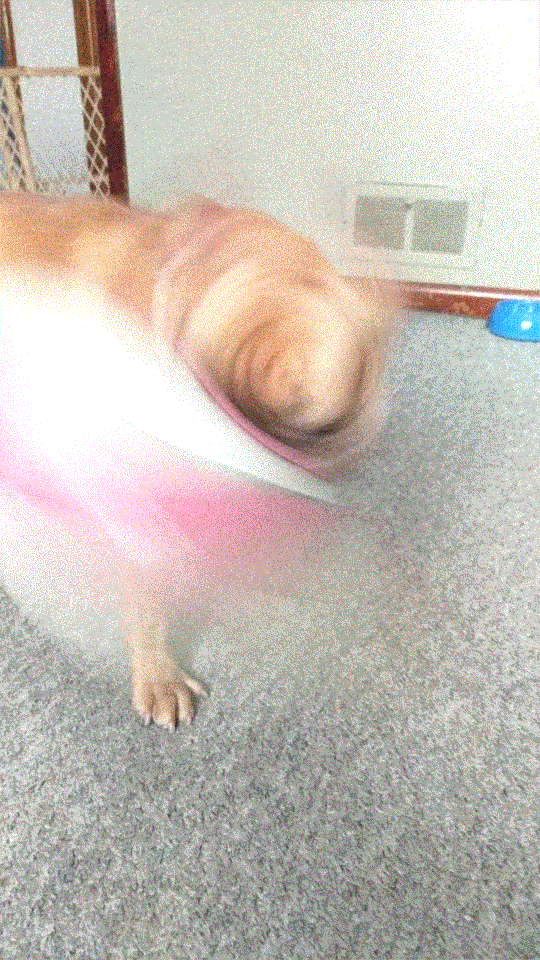 a French bulldog throwing a Nike basketball